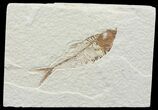 Bargain, Diplomystus Fossil Fish - Wyoming #67947-1